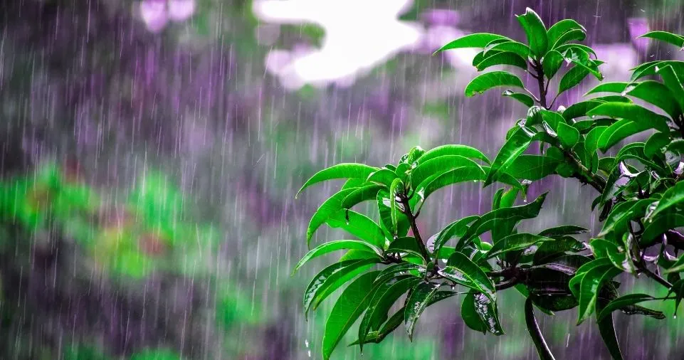 Practical Tips for Monsoon Health